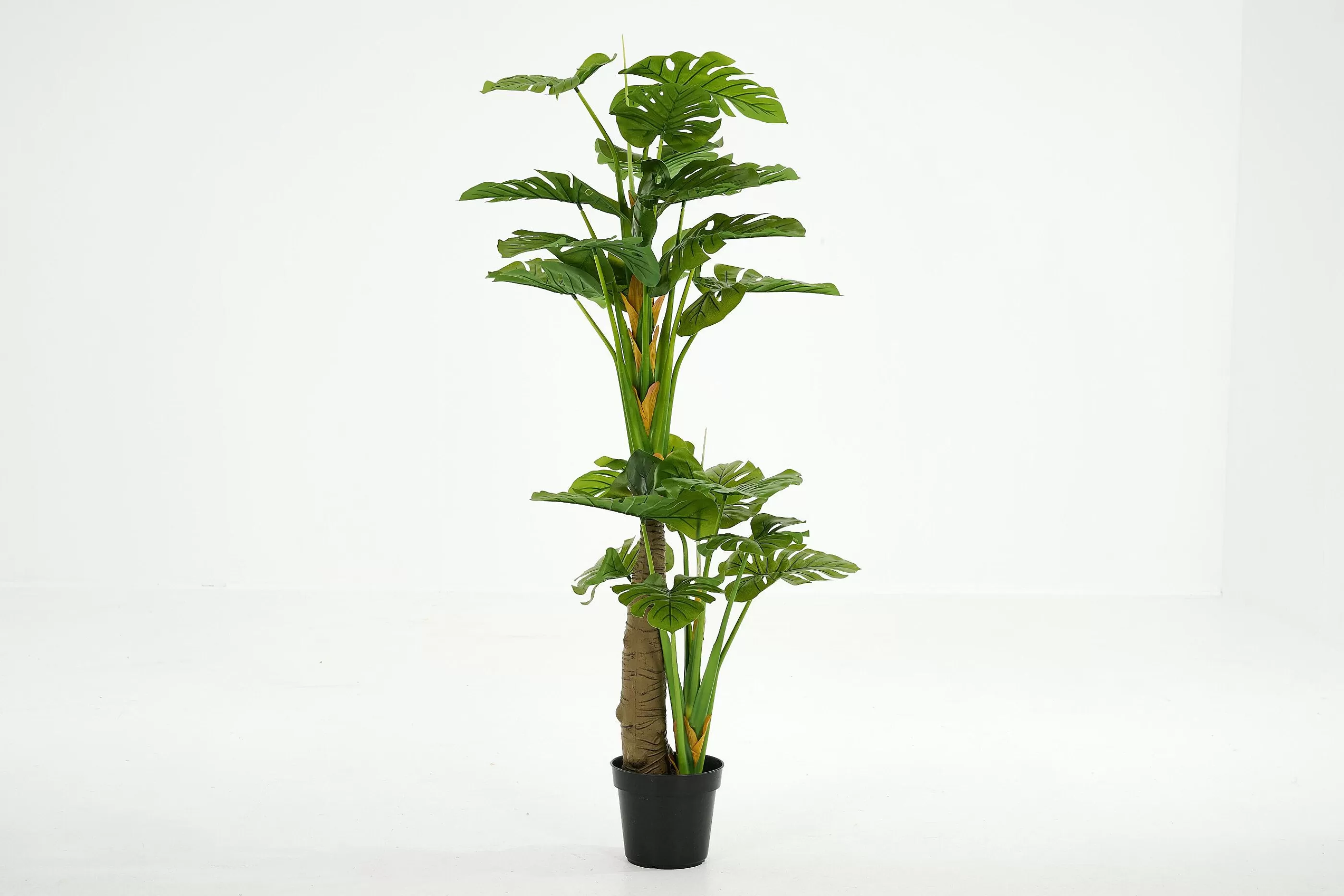 Flamant Monsteraplant, Plant | Moederdag