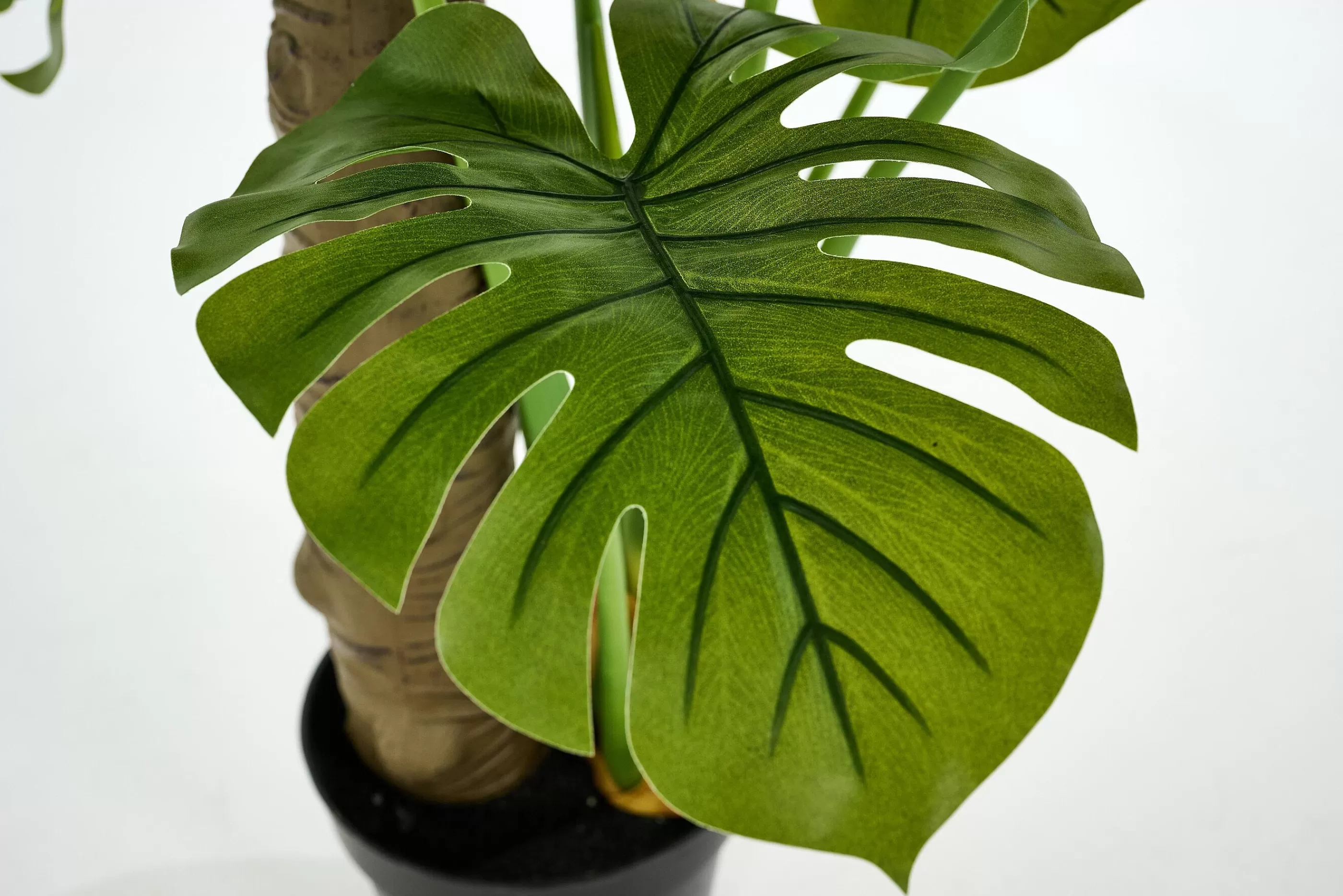 Flamant Monsteraplant, Plant | Moederdag
